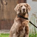 sitzender Hund