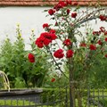 Rosenbogen am Eingang zum Museumsgarten