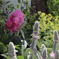 Pfingstrosen in vollen Blüten