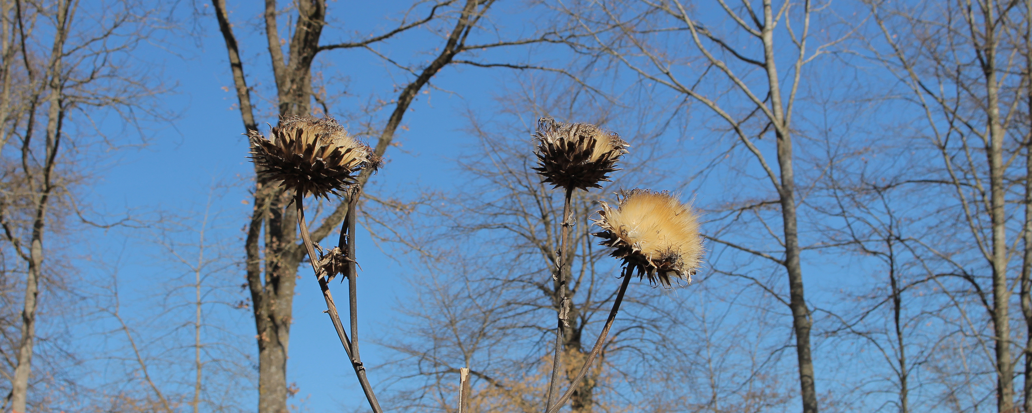 Braune Blüten