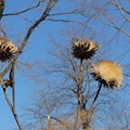 Braune Blüten