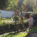 Besucherin am Tor mit Rosenbogen