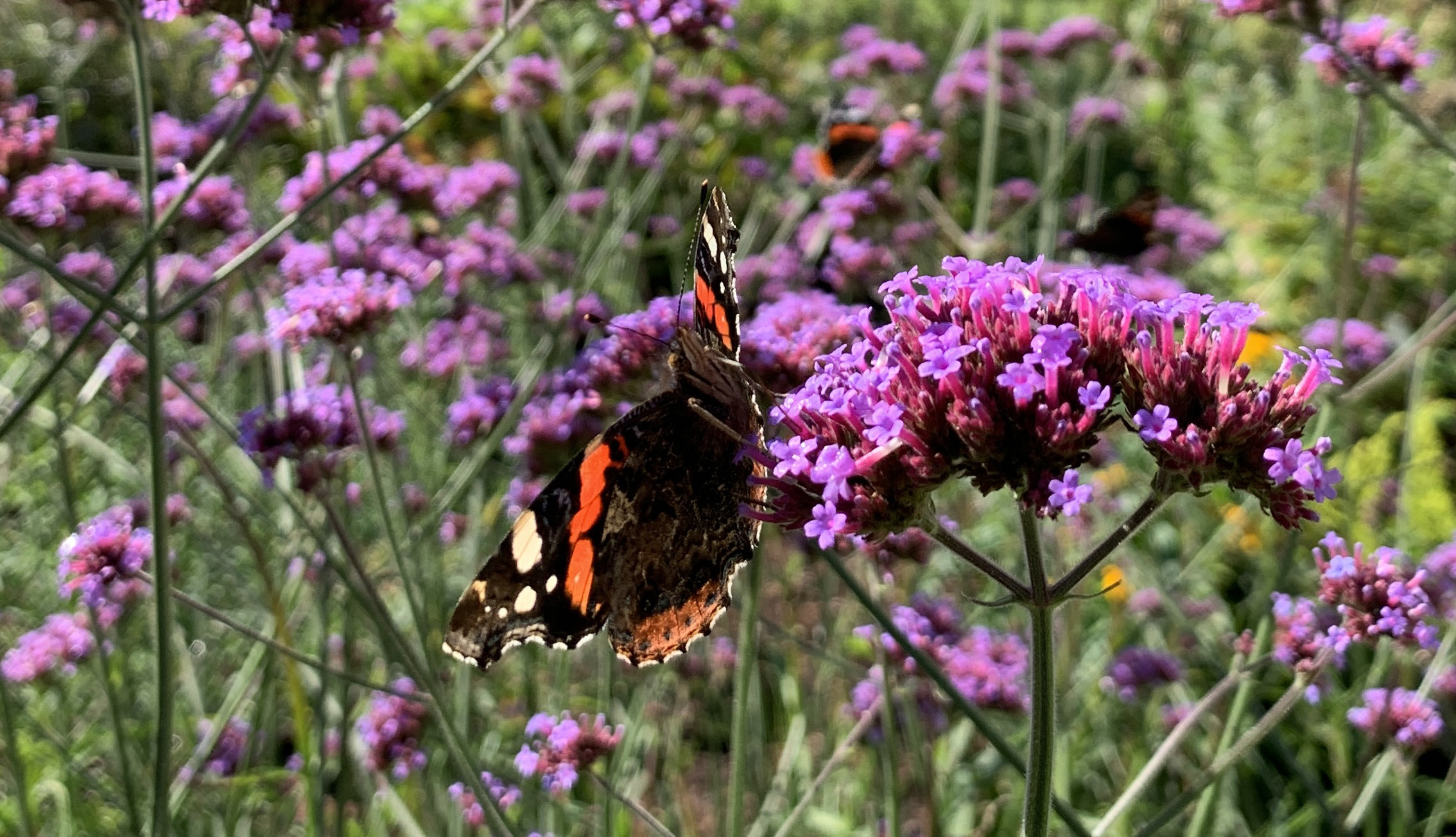 Schmetterling auf pinken Blüten