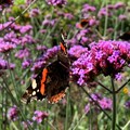 Schmetterling auf pinken Blüten