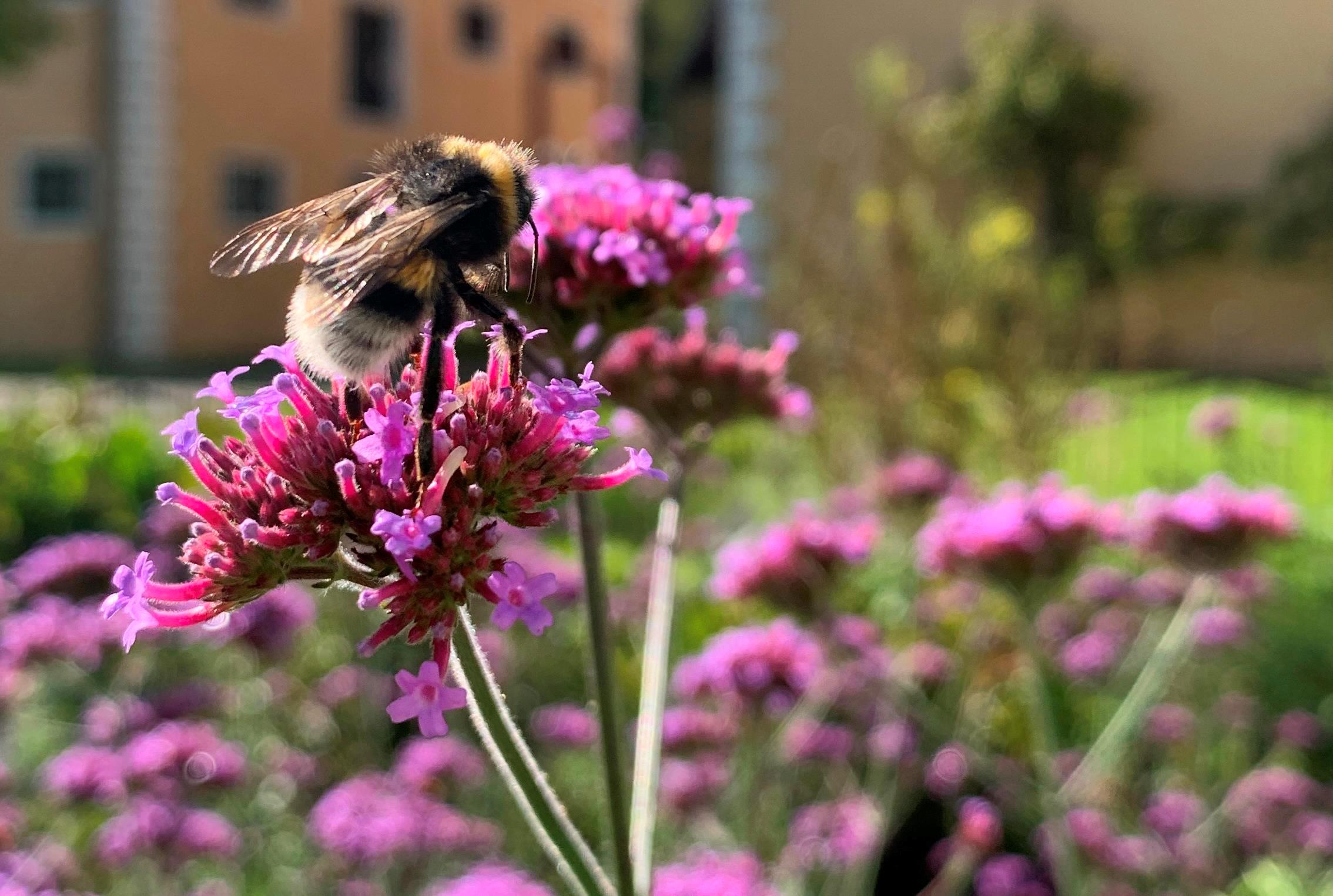 18. Oberschönenfelder Kräutersommer: Kräuter und Poesie 