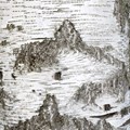 Stamm 1, 2012, Fotografie, 183 x 61 cm - Foto: Christoph Franke