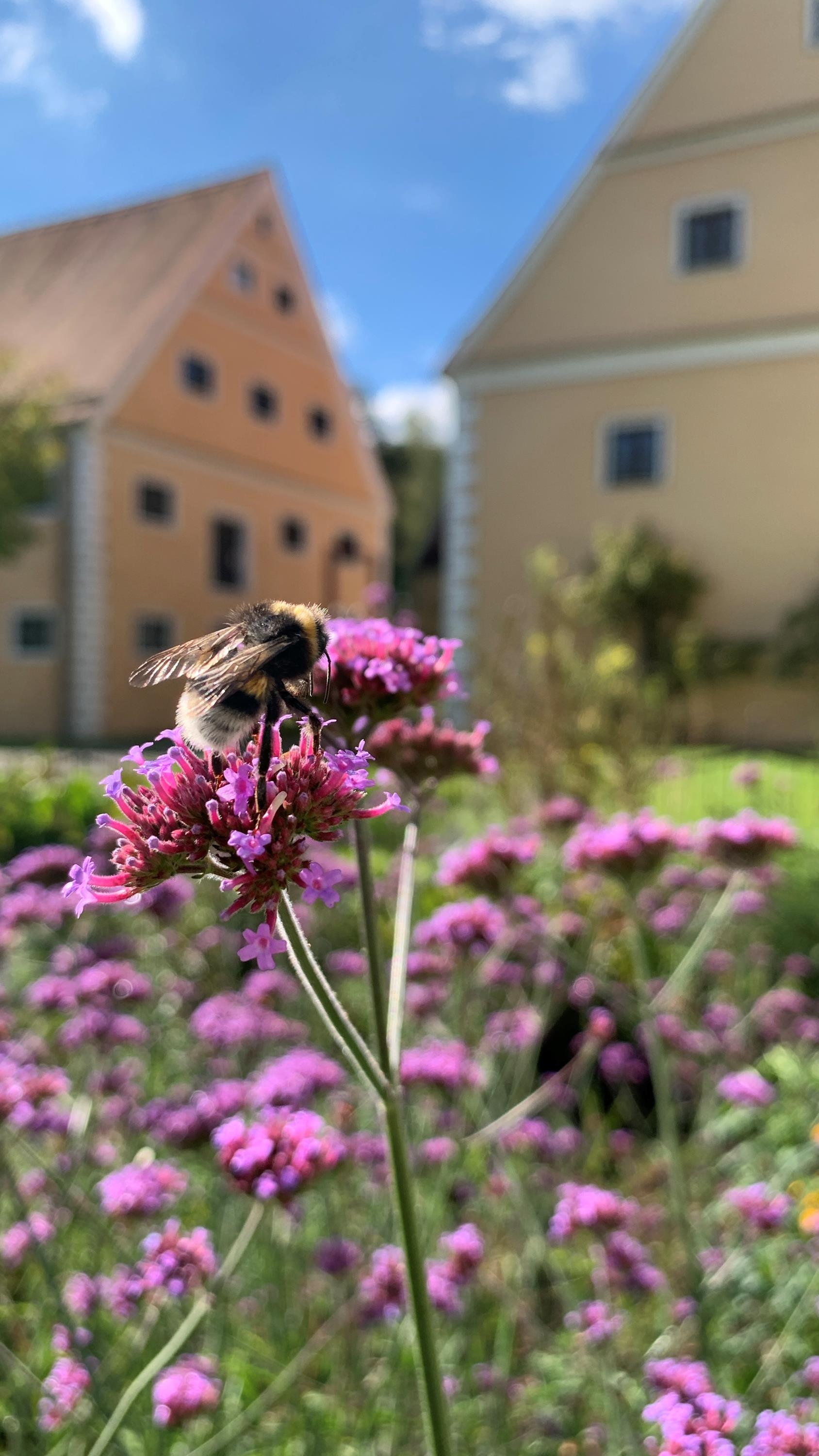 18. Oberschönenfelder Kräutersommer: Kräuterbuschen binden